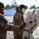 Коні, військові