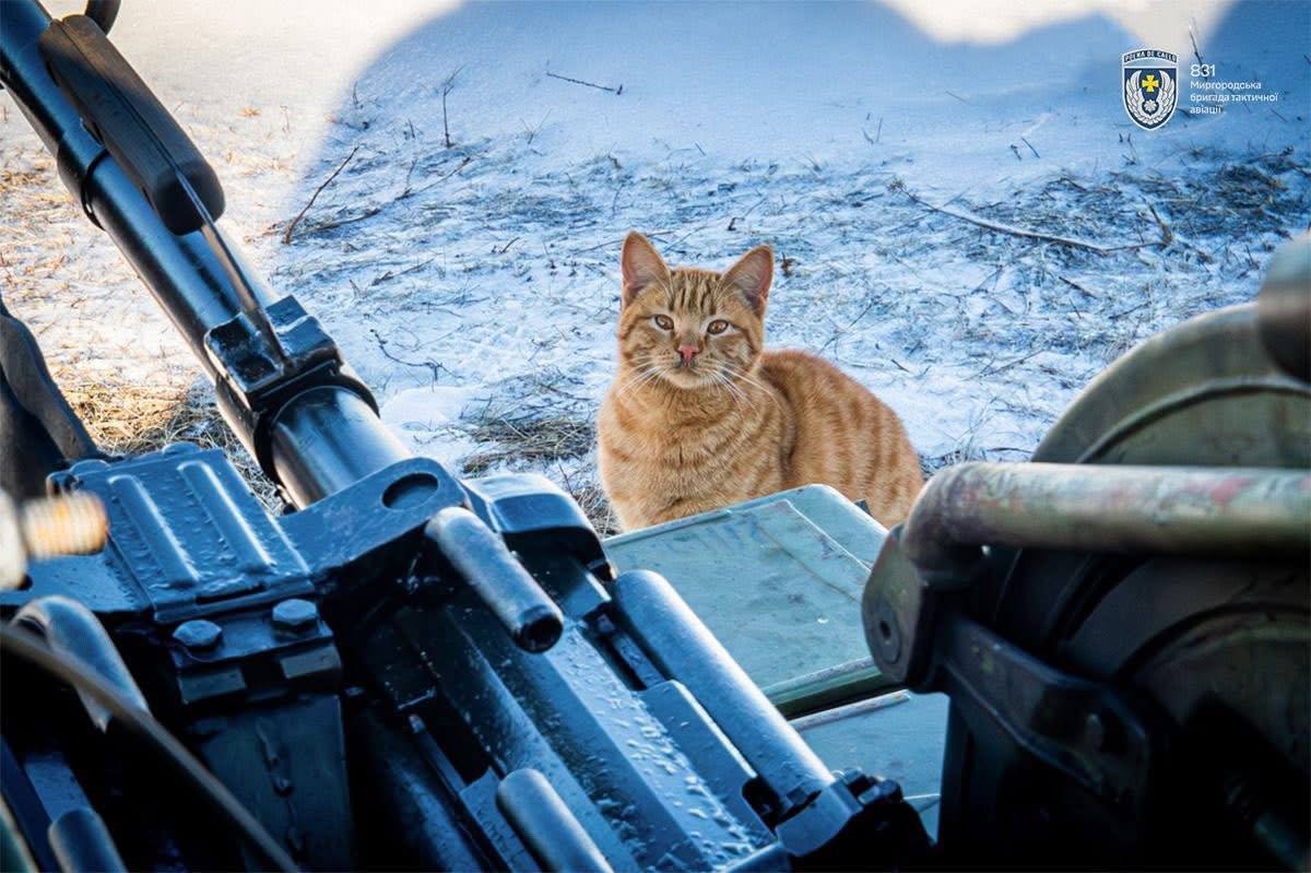 Рудий кіт на позиції захисників неба.