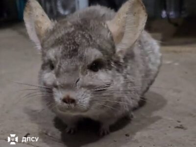 Шиншила з Харківщини поїде на Львівщину: бійці «Шквалу» врятували пухнастика з передової  