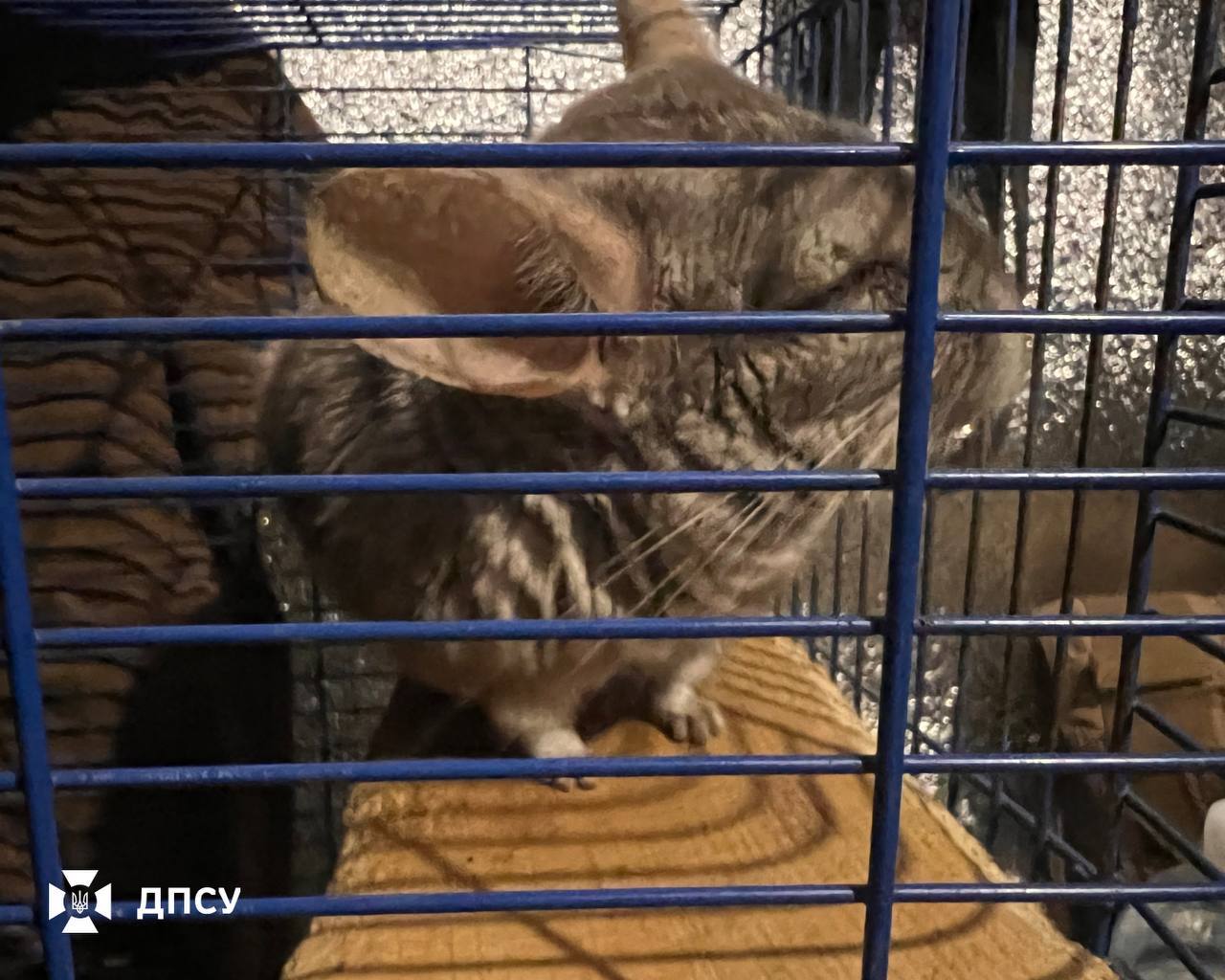 Гризун сидить у клітці на дерев’яній підставці, схиливши голову й заплющивши очі. Металеві сині прути клітки частково перекривають його мордочку, створюючи тіньові смуги на шерсті.