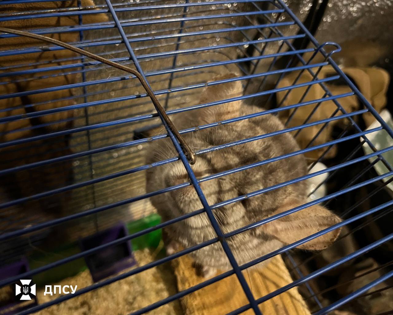 Тварина стоїть усередині клітки, притиснувшись до верхніх прутів і піднявши голову вгору. Крізь металеву решітку видно густе сіре хутро, а внизу клітки лежить підстилка та аксесуари для утримання гризуна.