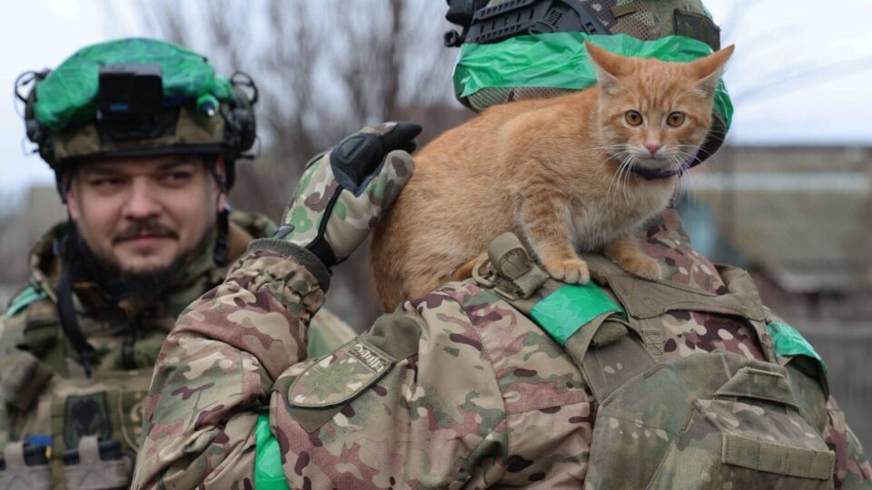 Вийшли з Костянтинівки з рудим котом: «Хижаки» не залишили пухнастого побратима  