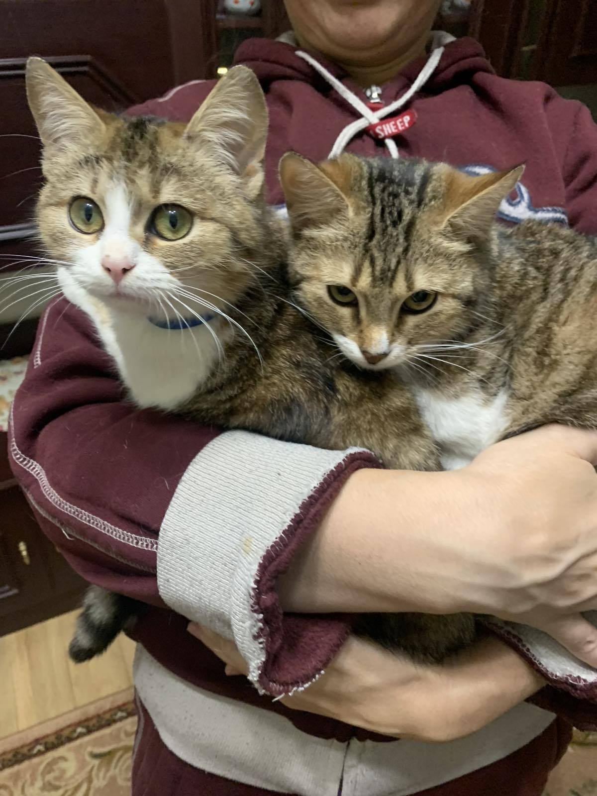 Кошенята з фронту