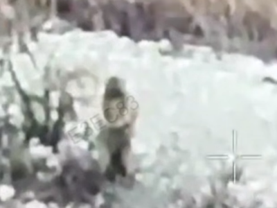 «Сержант Бабак доповідає» — пухнастий «наглядач» з’явився на Південно-Слобожанському напрямку  