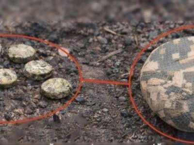 Ворог дистанційно мінує вулиці Херсона протипіхотними «Пряниками»  