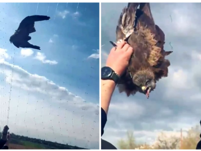 «Лицарі» врятували на Великдень яструба, який опинився в пастці антидронової сітки  