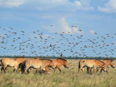 Вивозив рідкісних тварин із заповідника «Асканія-Нова»: окупаційного «директора» засуджено до 15 років  