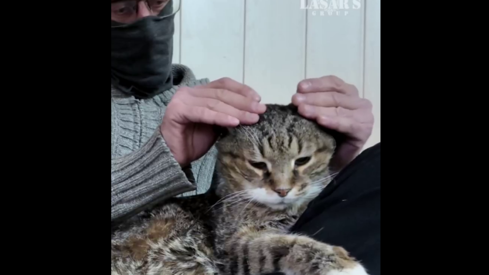 Пережив серцевий напад, інсульт та 3 прильоти в будинок: історія кота-довгожителя    