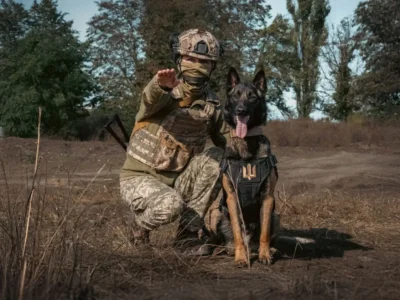 Розміновують, охороняють, винюхують: в системі Міноборони служить понад 500 собак  