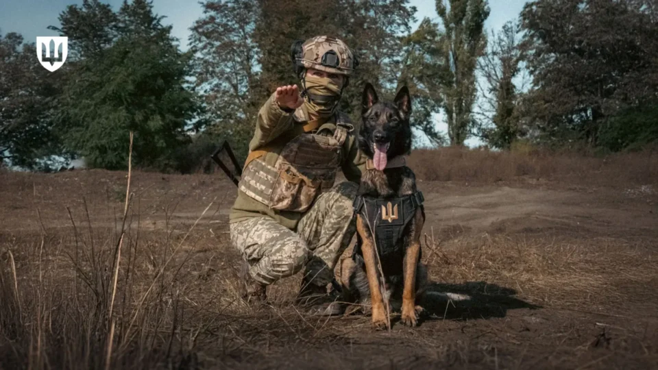 Розміновують, охороняють, винюхують: в системі Міноборони служить понад 500 собак  