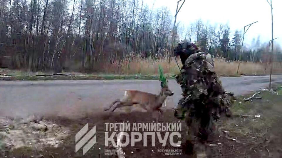 «Примари» врятували косулю, яка заплуталась рогами в антидроновій сітці  