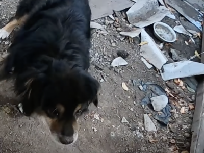 «Пес вже згнив і на порозі чекає на свого господаря»: боєць «Бронсон» рятує тварин на фронті  