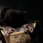 Коти