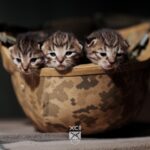Коти