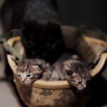 Коти
