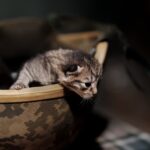Коти