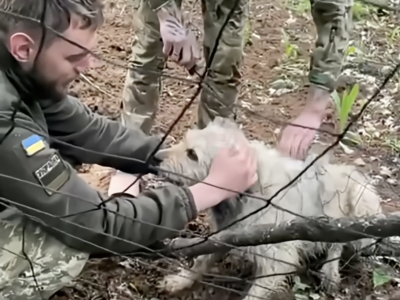 Порятунок Сірка: прикордонники дістали з пастки собаку