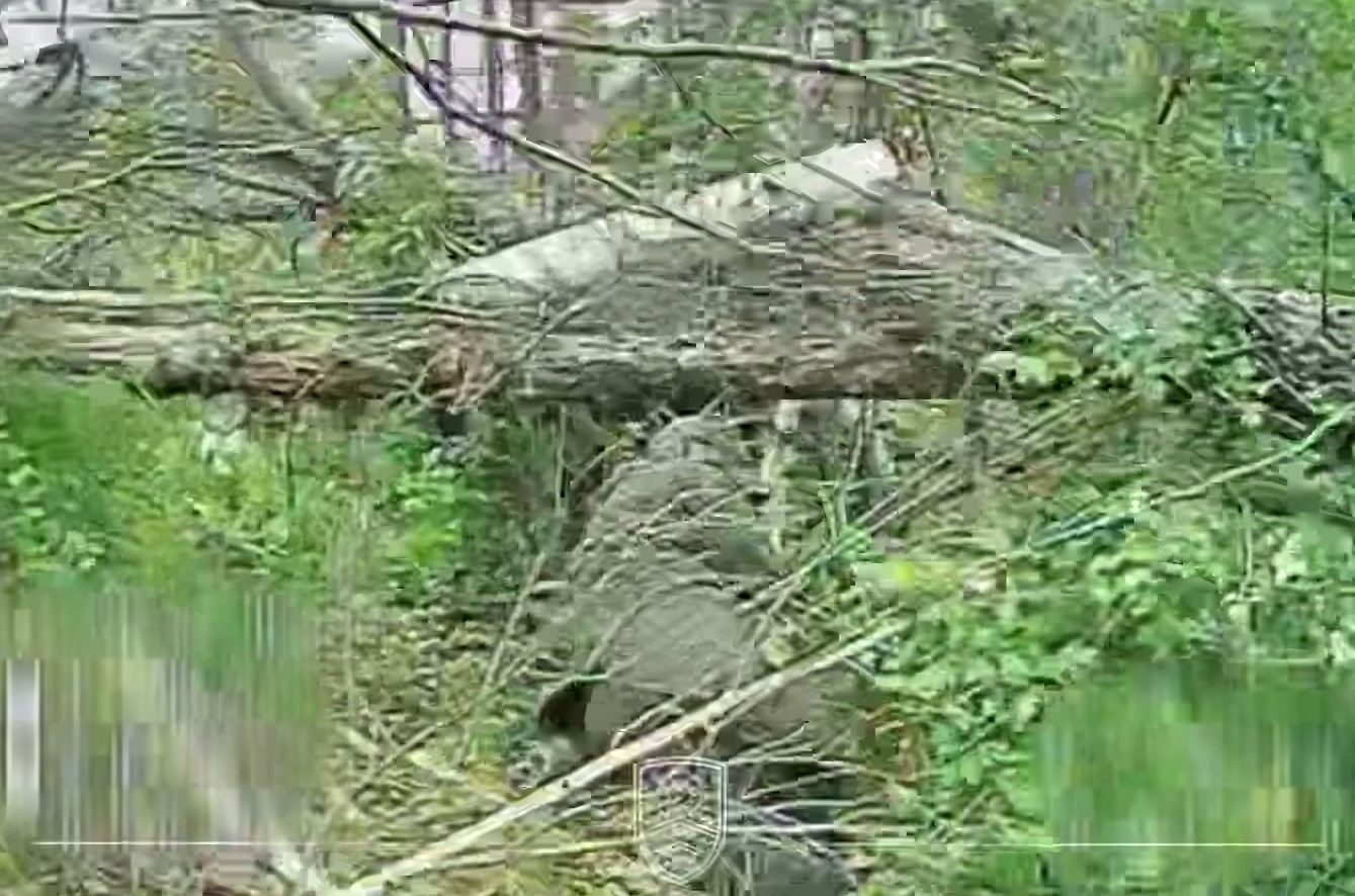 Окупант у зелені