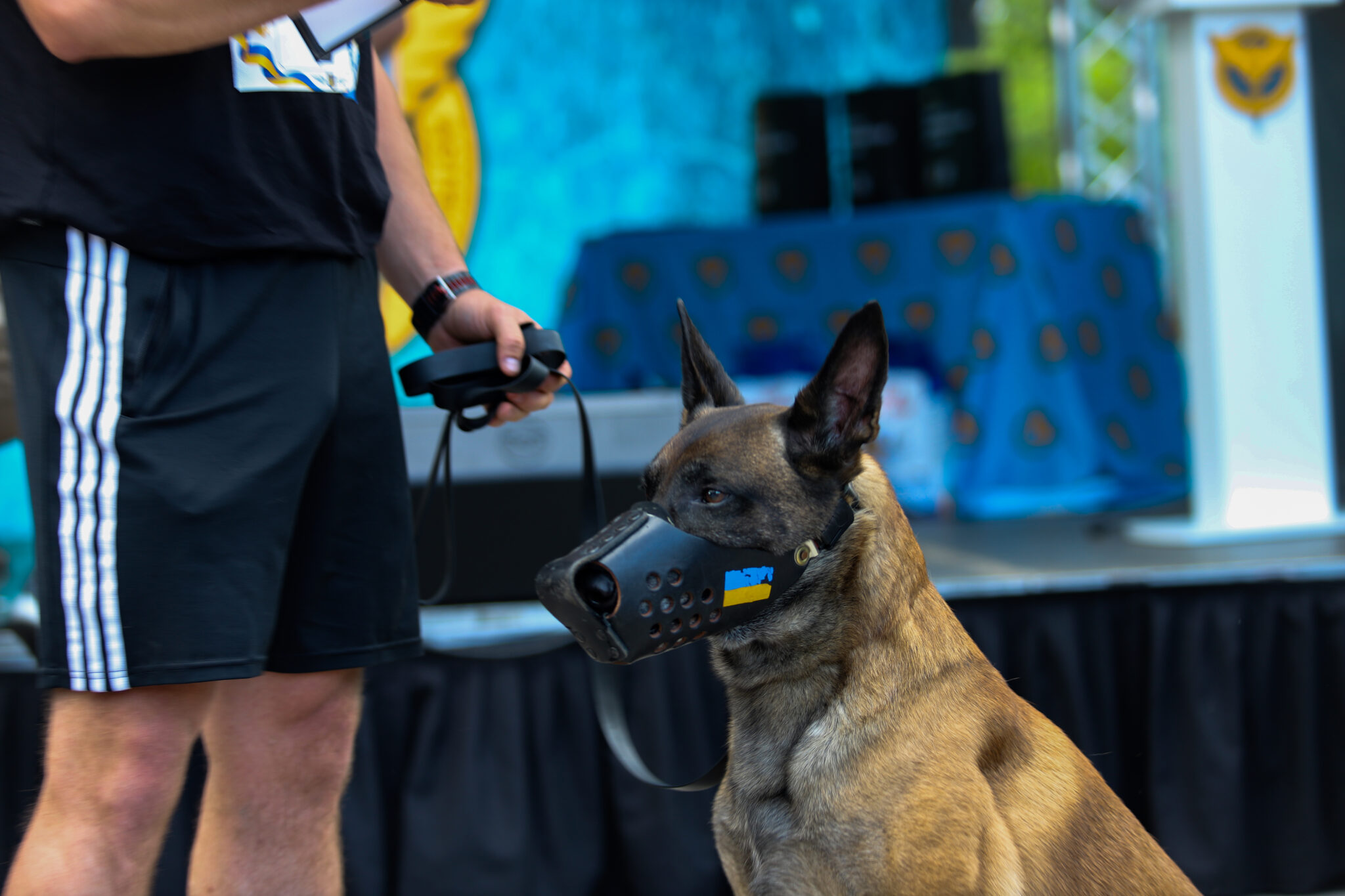 Собака породи Малінуа з кличкою “Барс” на першому військовому K9-забігу DRYLAND CANICROSS