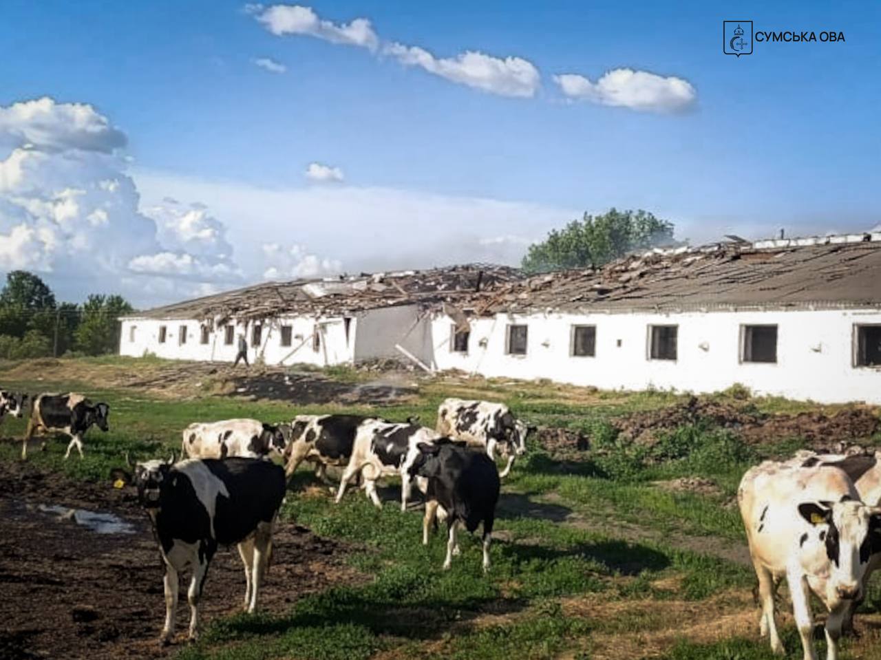 Постраждалі від російського удару корови на тлі зруйнованої ферми