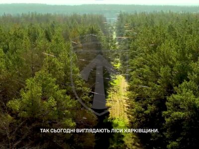 Виблискує та переливається: ліси на Харківщині вкриті густим павутинням оптоволокна