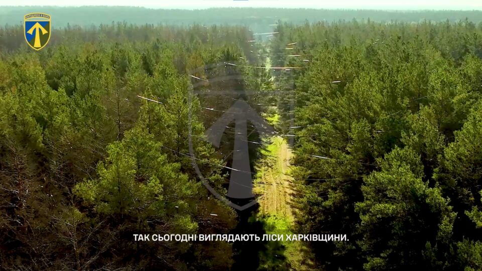Виблискує та переливається: ліси на Харківщині вкриті густим павутинням оптоволокна 