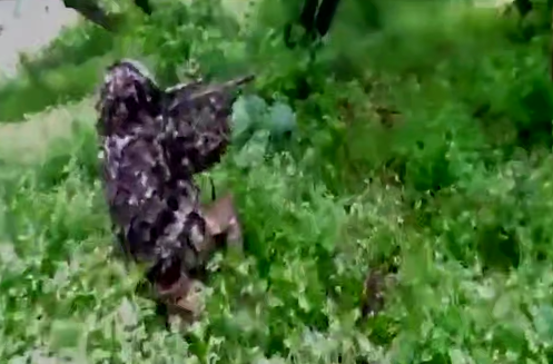 Підійшли непоміченими й узяли полоненого: оператори ССО провели наліт на позицію росіян 