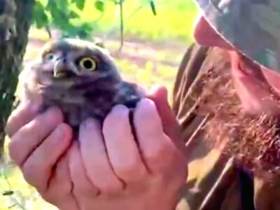 «Наймиліше відео дня»: бійці бригади «Хижак» врятували маленьке совеня