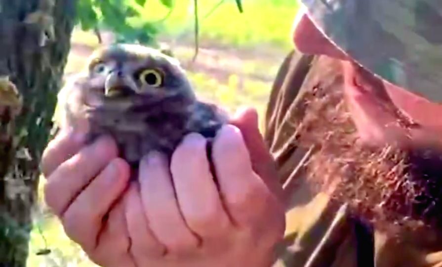 «Наймиліше відео дня»: бійці бригади «Хижак» врятували маленьке совеня 