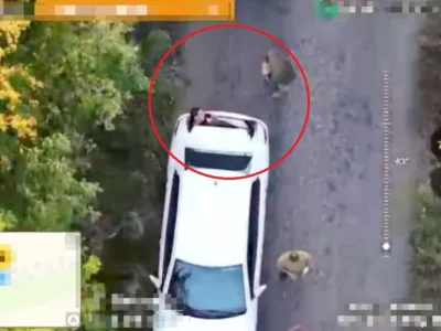 Одного з ухилянтів виявили в багажнику: жінка намагалася вивезти за кордон свого чоловіка та брата