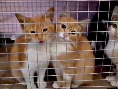 Операція «Тигр»: українські воїни врятували за допомогою БПЛА котиків з окупованих Олешок